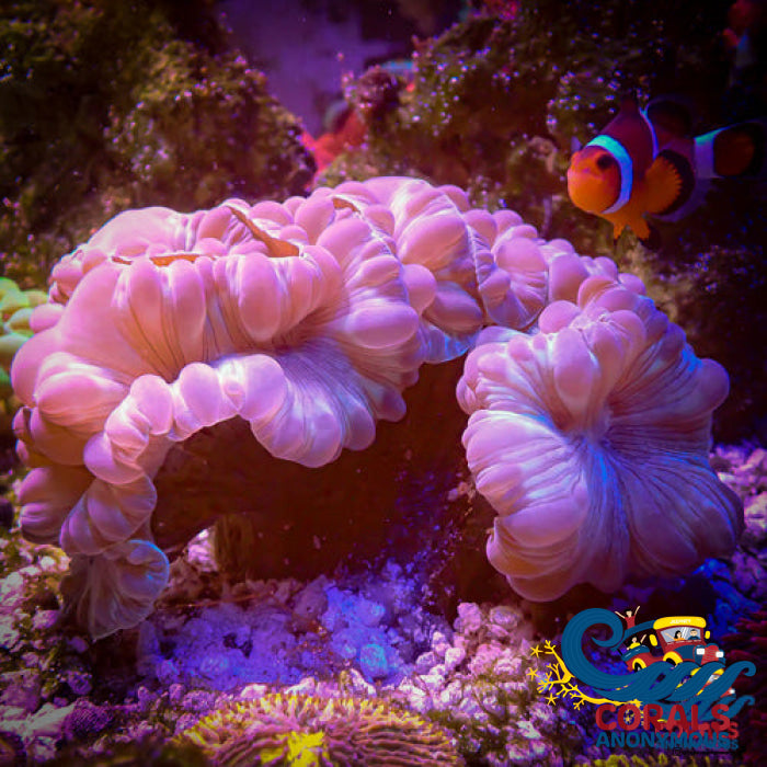 Fox Coral Foxcoral