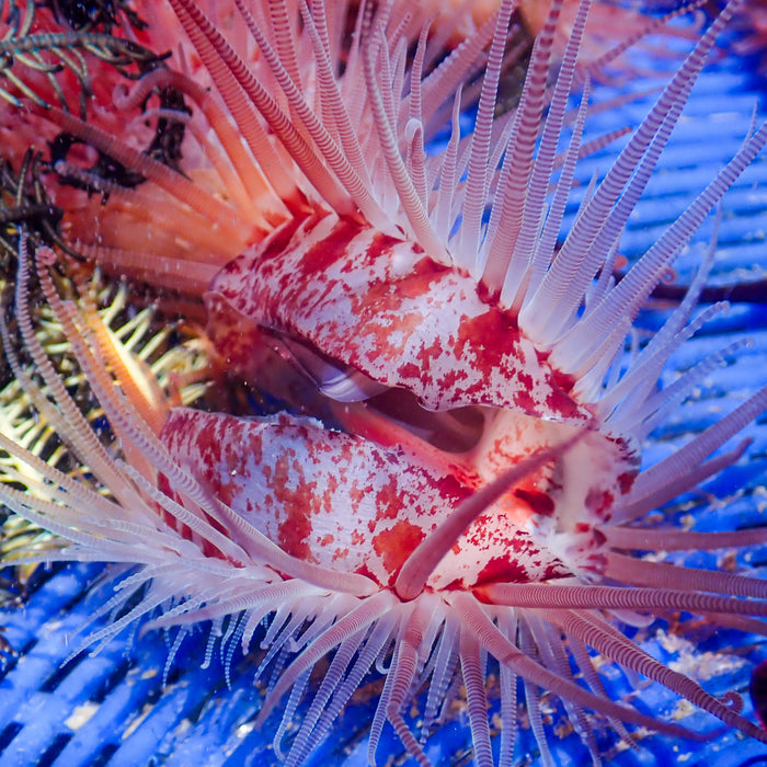 Fragile File Clam - Corals Anonymous