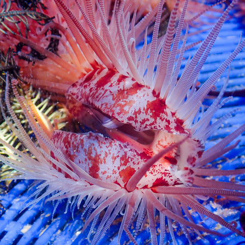 Fragile File Clam - Corals Anonymous