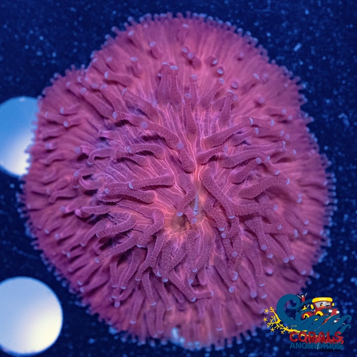Fuschia/Red Fungia Plate Plate