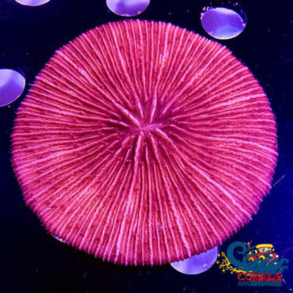 Fuschia/Red Fungia Plate Plate