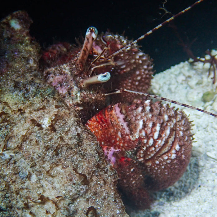 Giant Hermit Crab (XXL, 5-12)" - Corals Anonymous