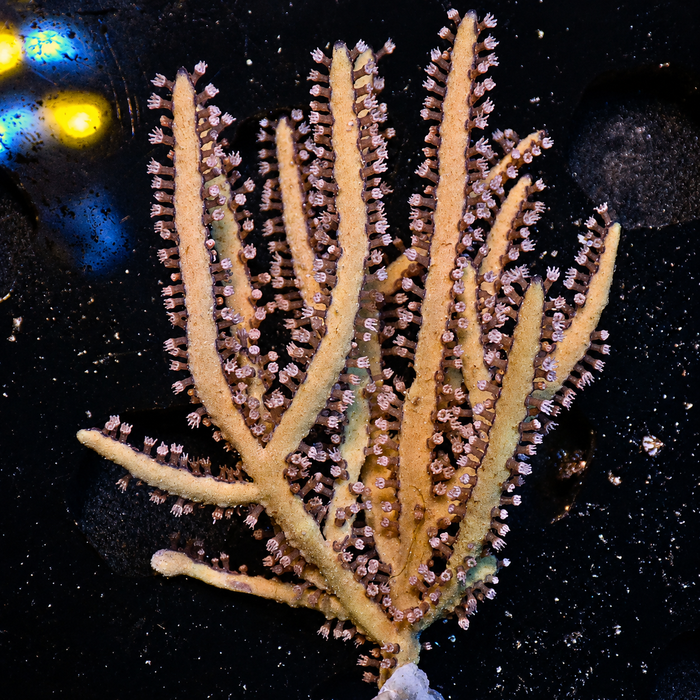 Gold Green Lace Gorgonian Tree Colony (2-3”)