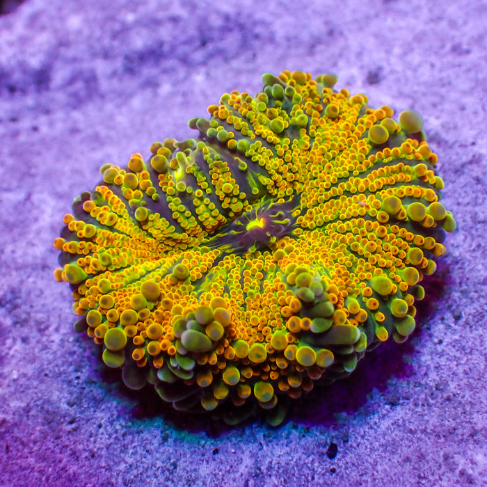 Golden Ray Yuma Mushroom - Corals Anonymous