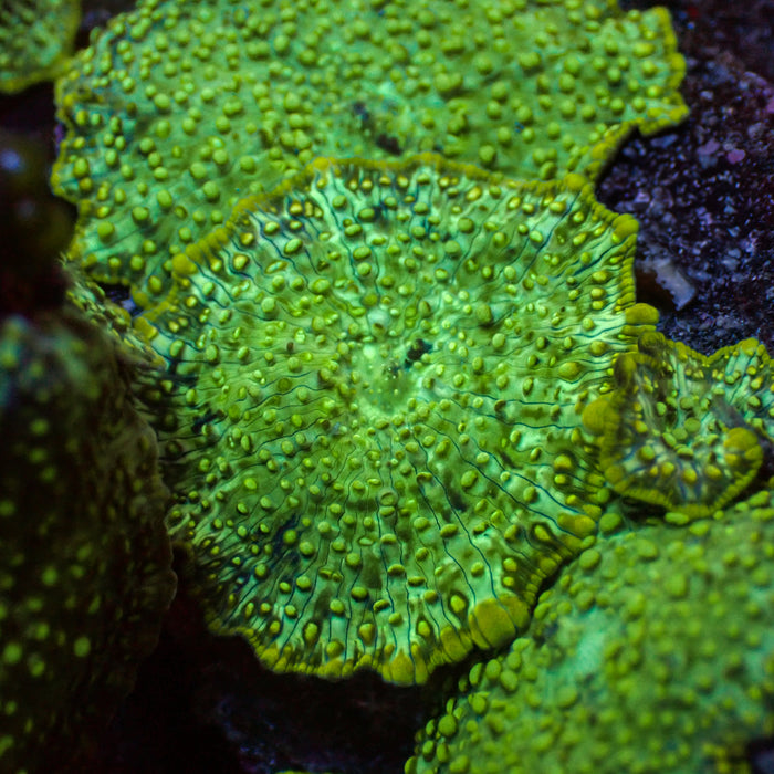 Golden Ring Spotted Rhodactis Mushroom - Corals Anonymous