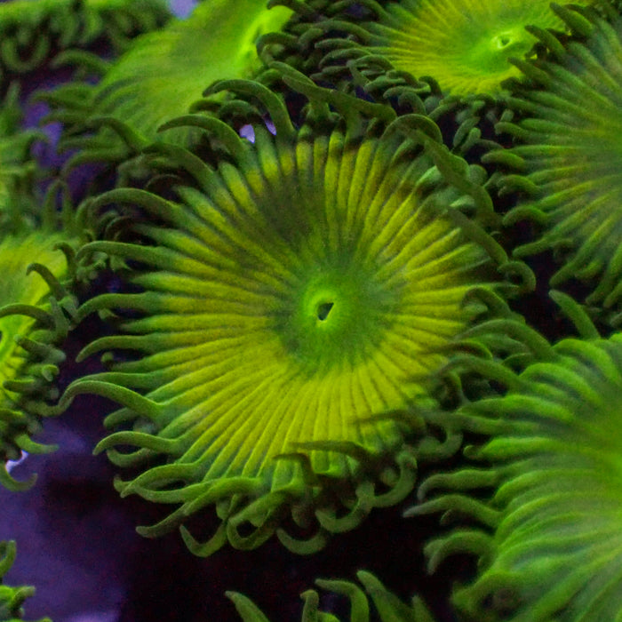 Green Paly (10-15 Polyps colony) 2