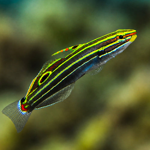 Hector's goby - Corals Anonymous