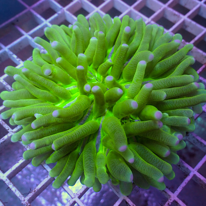 Indo Neon Green Long Tentacle Fungia Plate