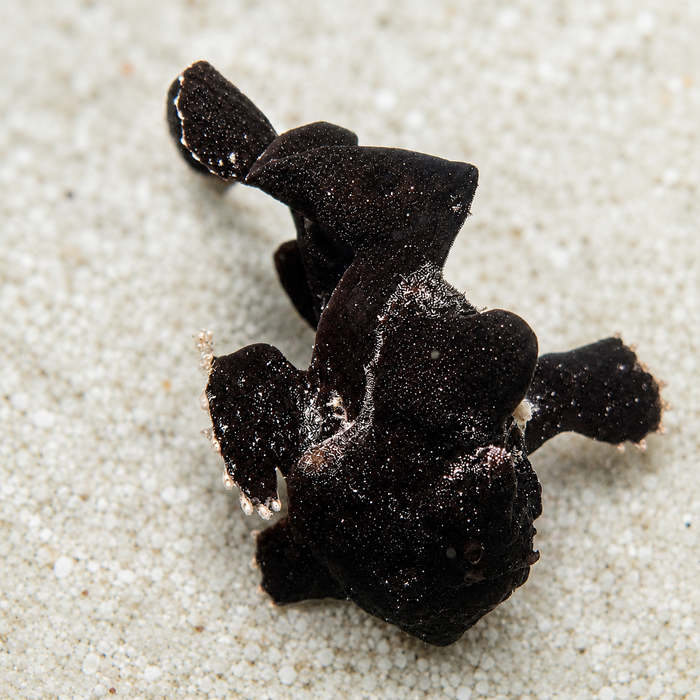 Large Black Angler (3-4")