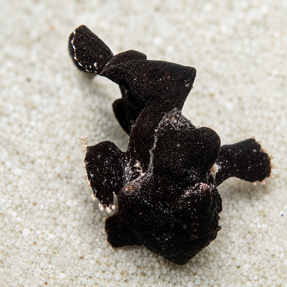 Large Black Angler (3-4")