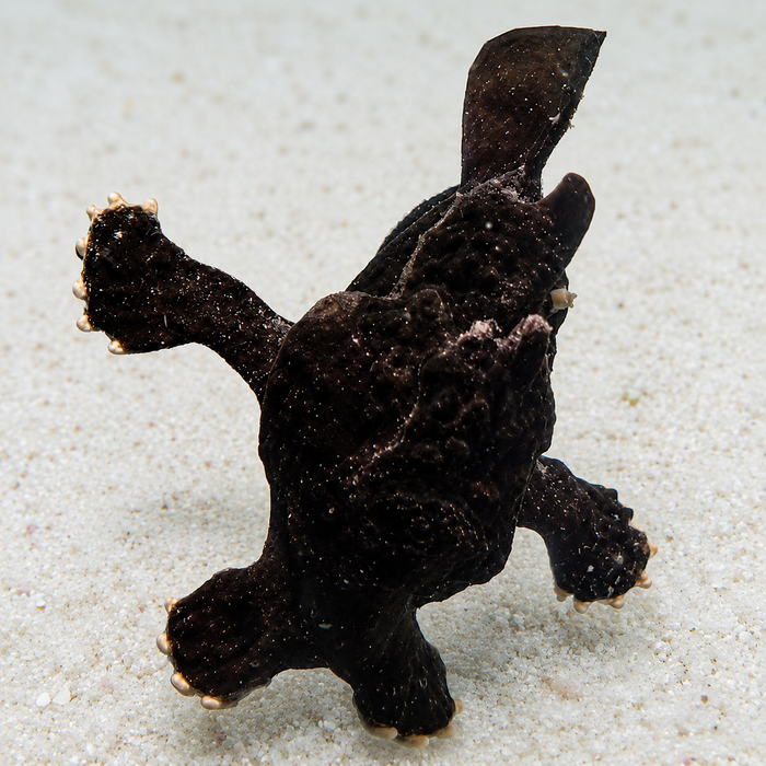 Large Black Angler (3-4")