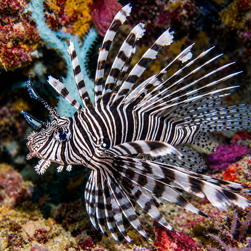 Large "Black Beauty" Volitan Lion Fish (Venomous)