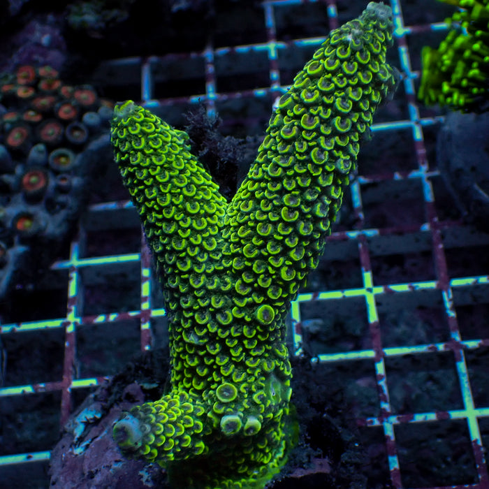 Large Fat Neon Green Acropora Colony (3-5")