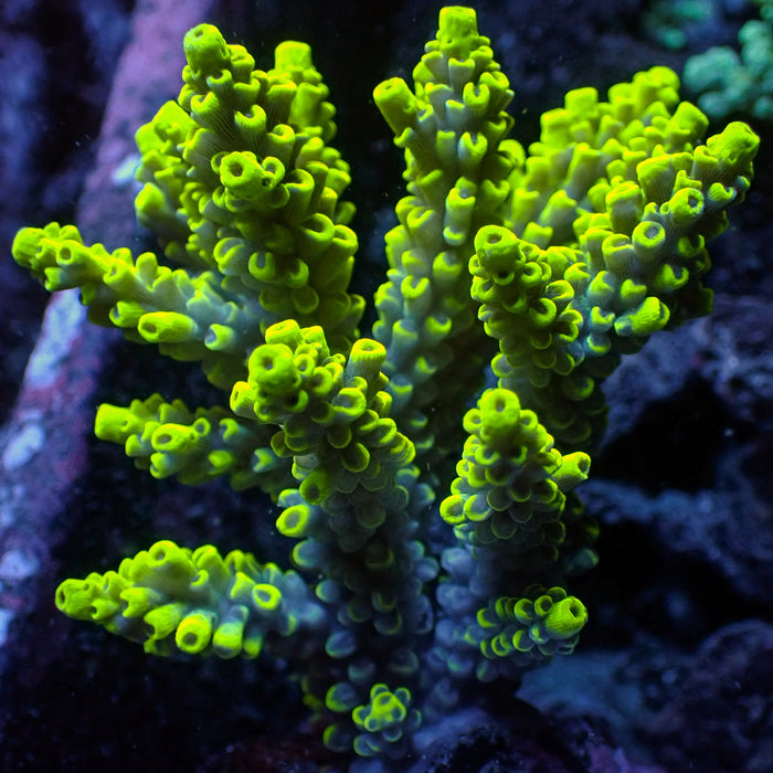 Large Pikachu Acropora Colony (3-5")