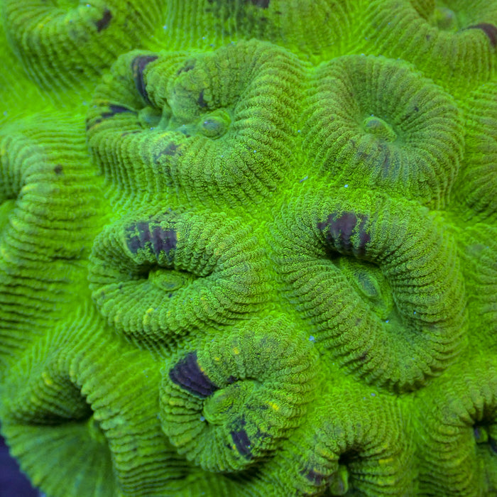 Limonade Barabottia (2-3 Polyps) - Corals Anonymous