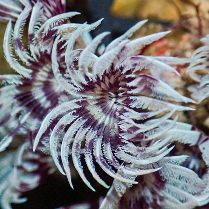 Mini Purple Orchid Feather Duster Worm (Self-Reproducing) - Corals Anonymous