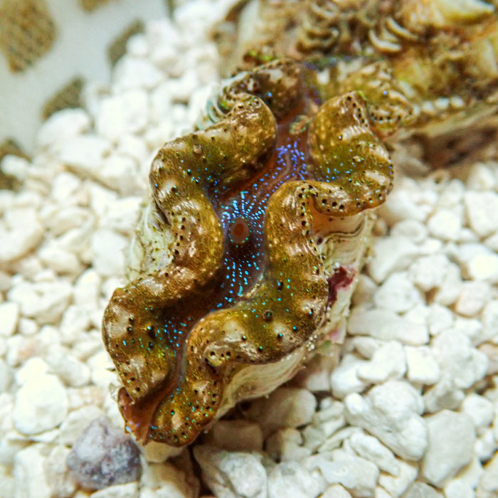 Multicolor Blue Tigress Tridacna Crocea Clam (Aquaculture) - Corals Anonymous