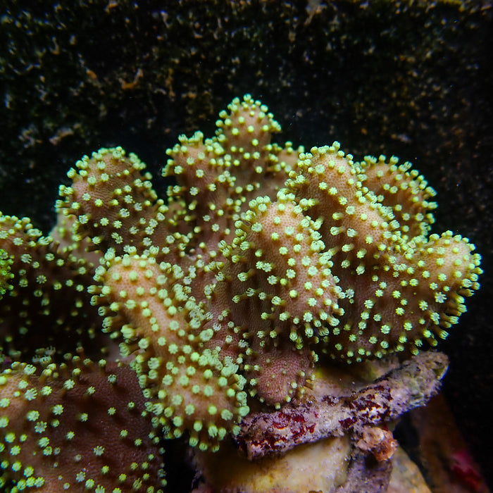 Neon Green Polyp Million Devil's Hand Toadstool - Corals Anonymous
