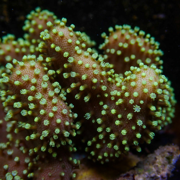 Neon Green Polyp Million Devil's Hand Toadstool - Corals Anonymous