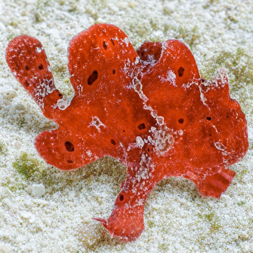 Orange Angler