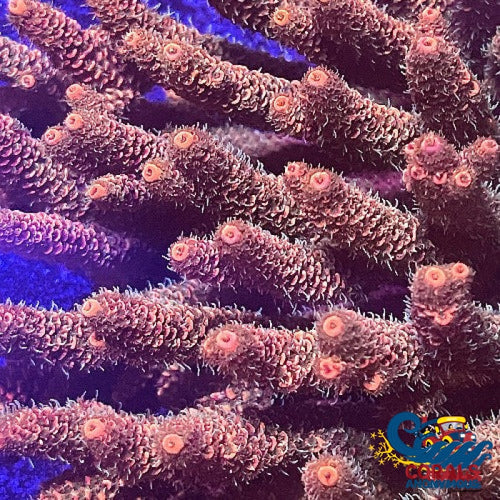Orange Tip Green Rainbow Acropora (1 Frag) Acropora