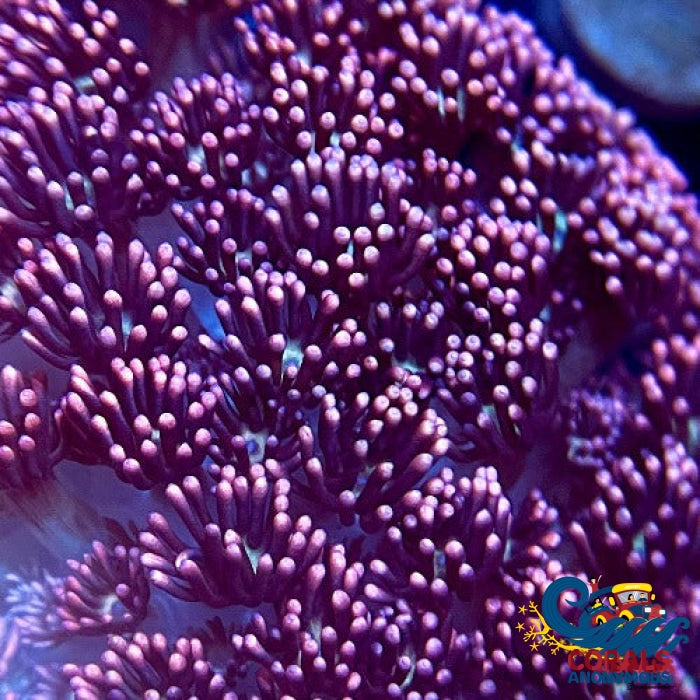 Pearl Pink Goniopora (1 Frag) Goniopora