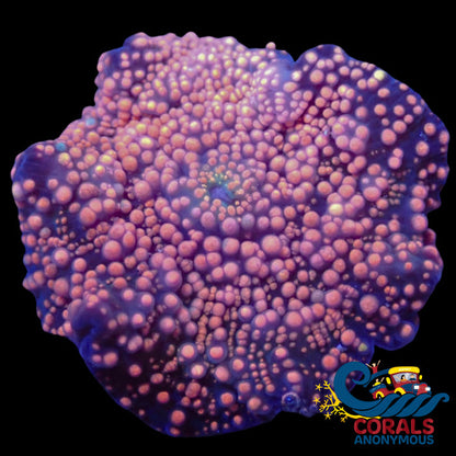 Pink Interstellar Discosoma Mushroom Discosoma