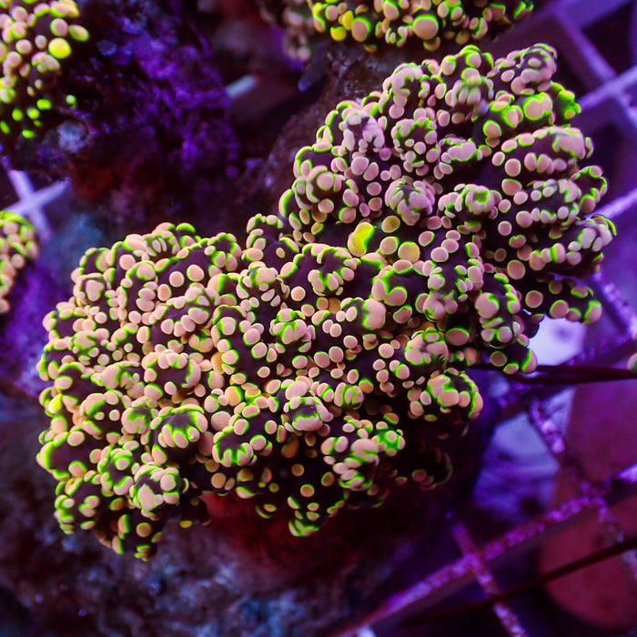Pink Jester Rainbow Branching Octospawn