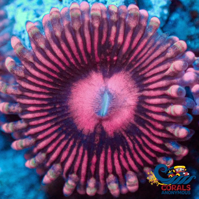 Pink Sakura Zoa (2-3 Polyps) Zoa