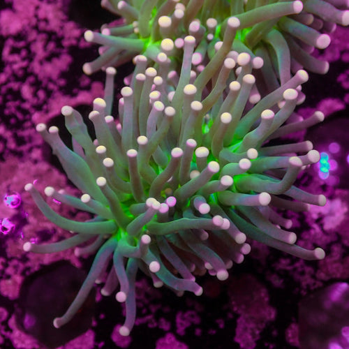 Pink Tip Green Torch - Corals Anonymous