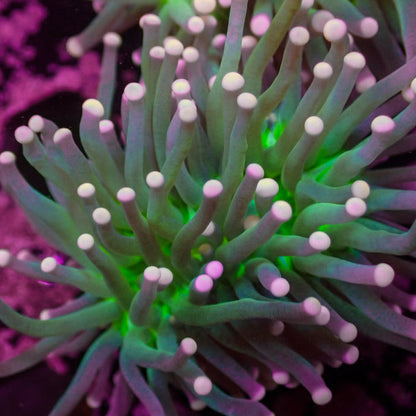 Pink Tip Green Torch - Corals Anonymous