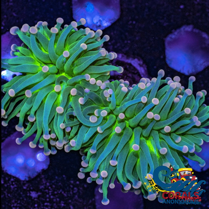 Aussie Pink Tip Green Torch Torch