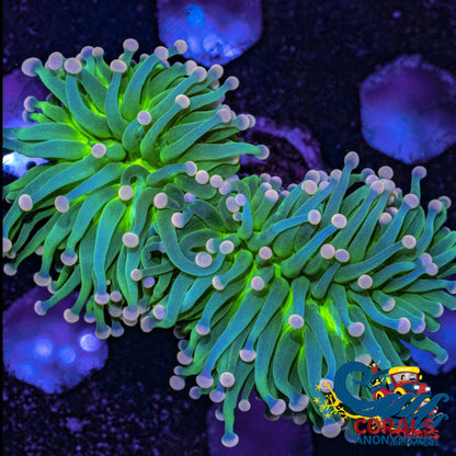 Aussie Pink Tip Green Torch Torch