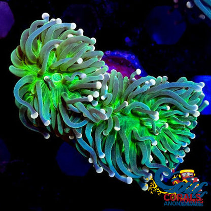 Aussie Pink Tip Green Torch Torch