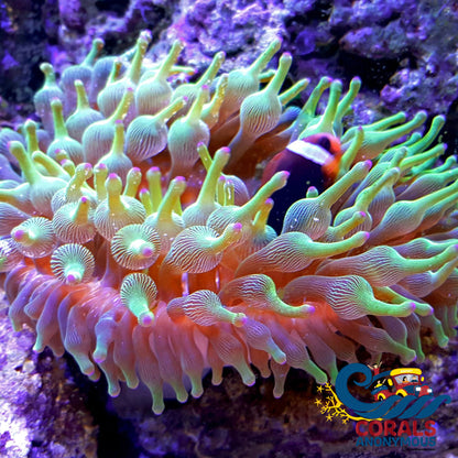 Purple-Tip Hydra Bubble Tip Anemone Bubbletipanemone