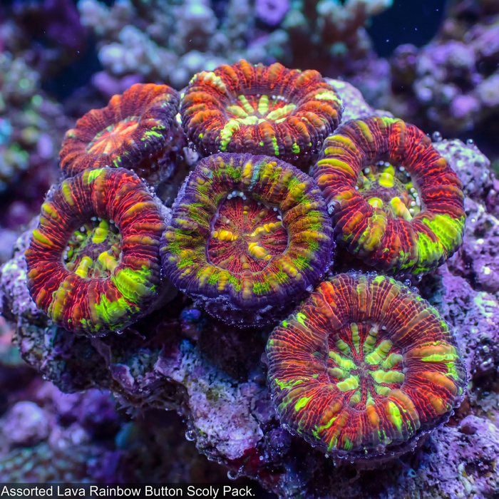 Rainbow Aussie Lava Button Scoly (0.5-1”)
