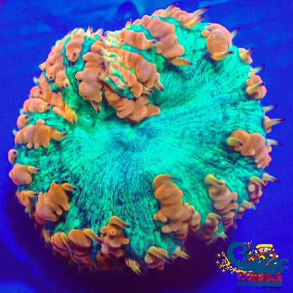 Rainbow Elder Dragon Blastomussa Blasto