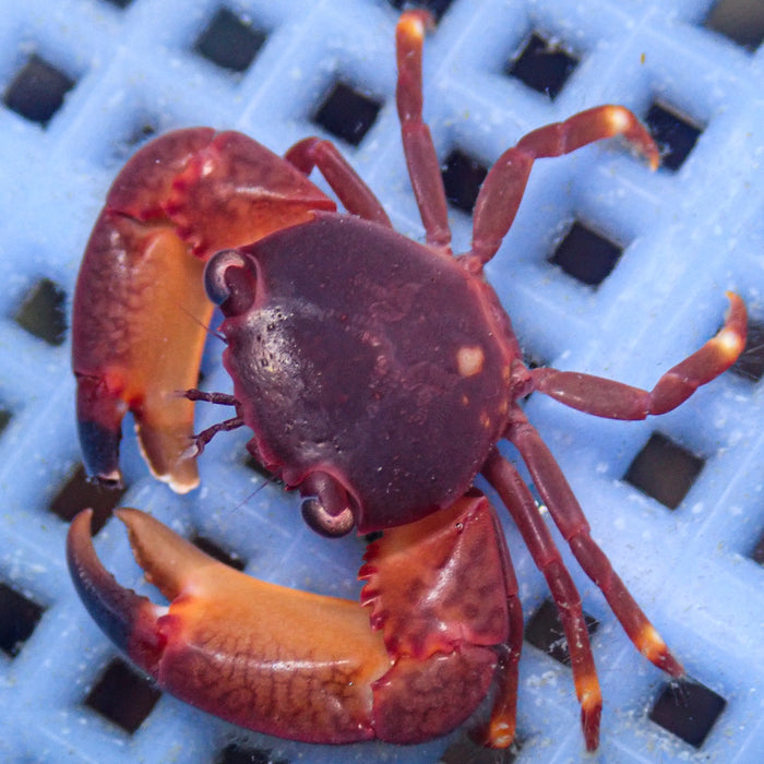 Red Coral Crab - Corals Anonymous
