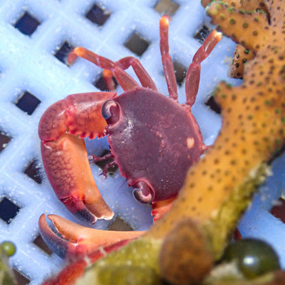 Red Coral Crab - Corals Anonymous