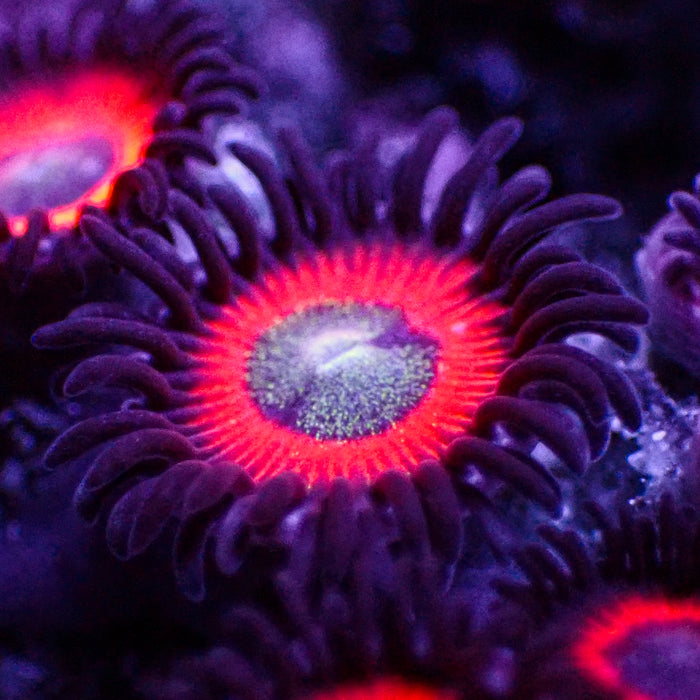 Red Hornet Zoa (10-15 Polyps colony) - Corals Anonymous