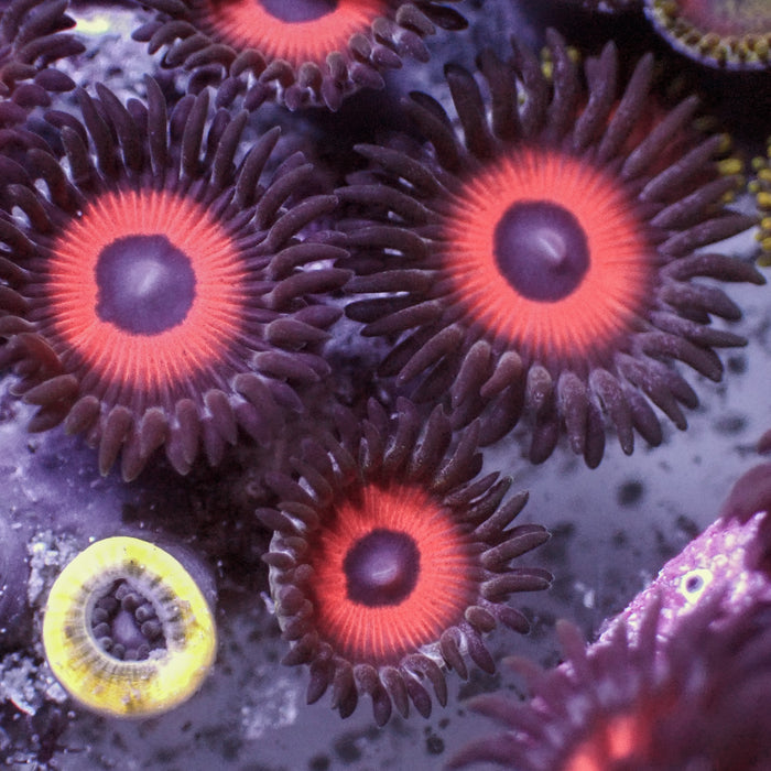 Red Hornet Zoa (10-15 Polyps colony) - Corals Anonymous
