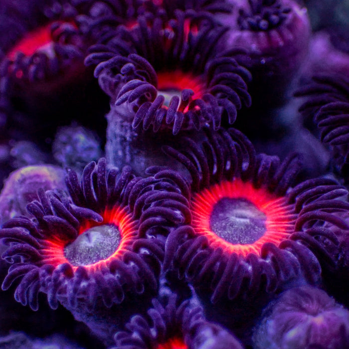 Red Hornet Zoa (10-15 Polyps colony) - Corals Anonymous