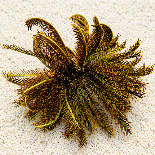 Golden Feather Star - Corals Anonymous