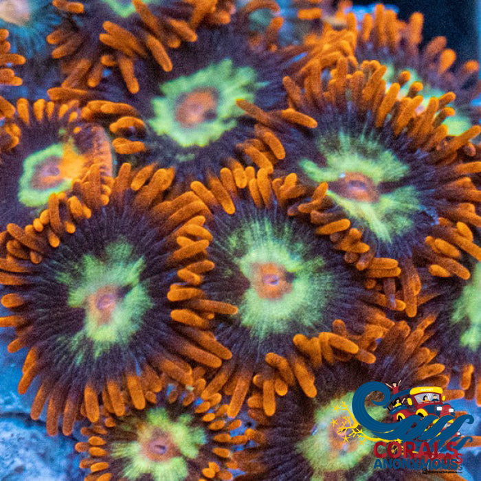 Screaming Hawks Zoa (10-15 Polyps colony) - Corals Anonymous