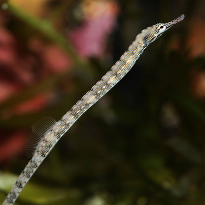 Common Pipefish (3-5") - Corals Anonymous