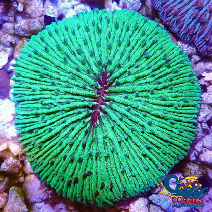 Short Tentacle Toxic Green Plate Plate