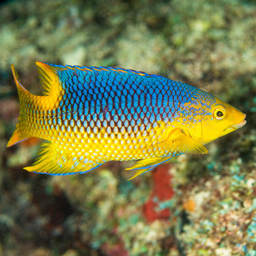 Spanish Hogfish - Corals Anonymous