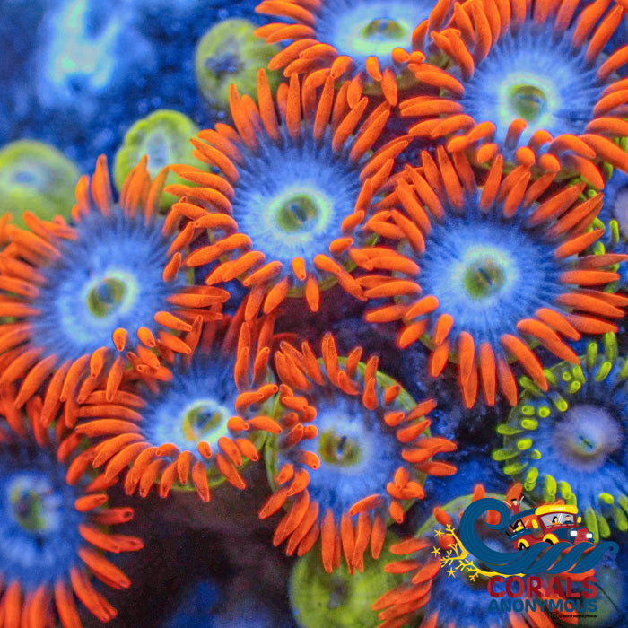Azure Flame Zoa 10-15 Polyps Colony Zoa