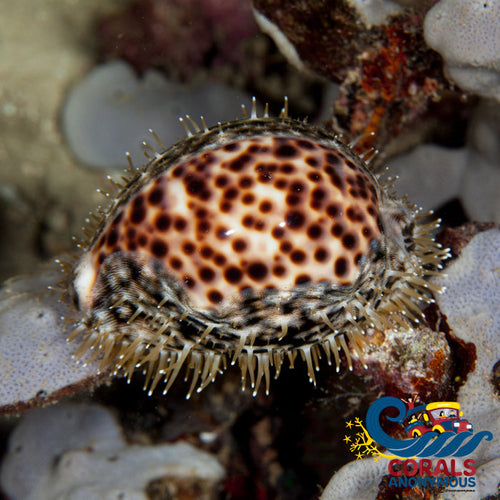 K Done Tiger Cowrie (Cypraea Tigris) (3-4) Invertebrates