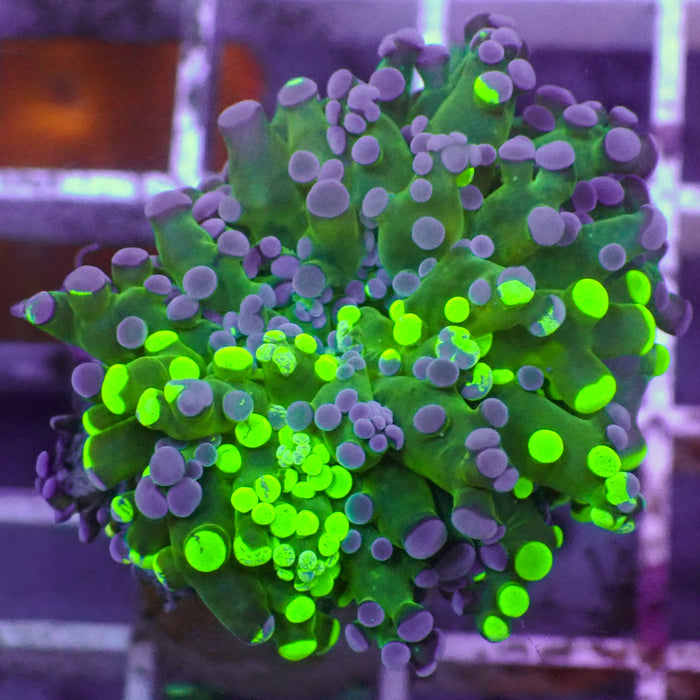 Toxic Splatter Branching Frogspawn - Corals Anonymous